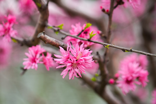 菊花桃