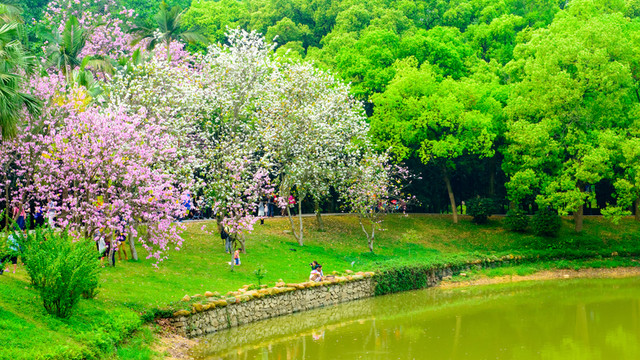 廣州華南植物園風景