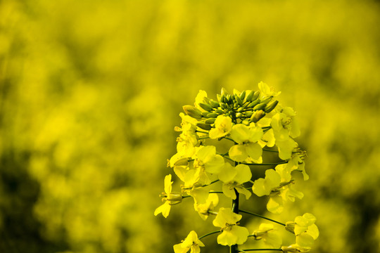 油菜花