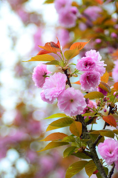 櫻花