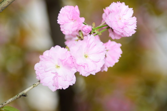櫻花