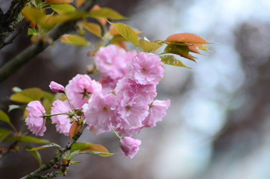櫻花