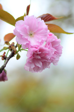 櫻花