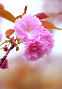 櫻花