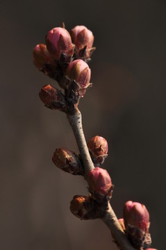 桃花含苞欲放