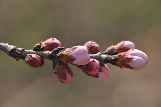 桃花開