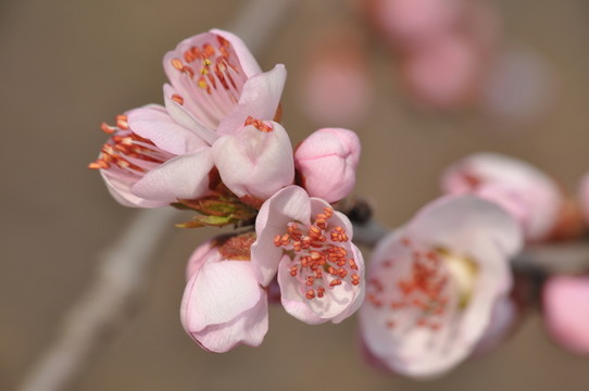 桃花開