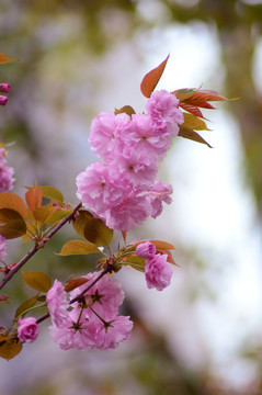 櫻花