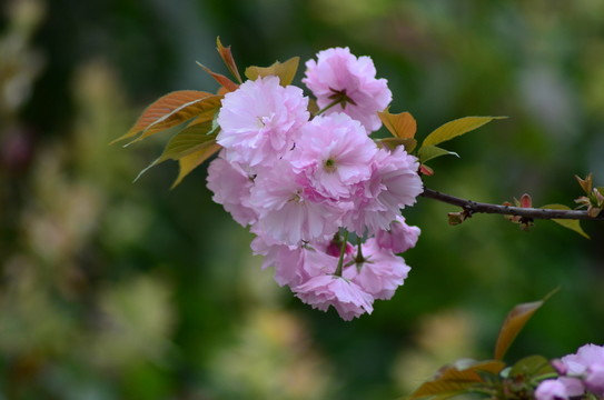 櫻花