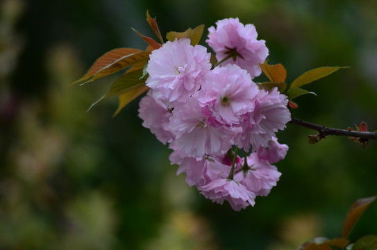 櫻花