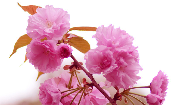 櫻花