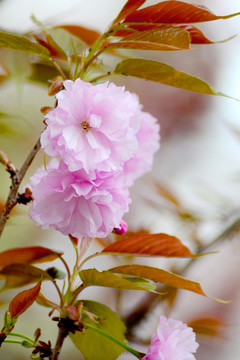 櫻花
