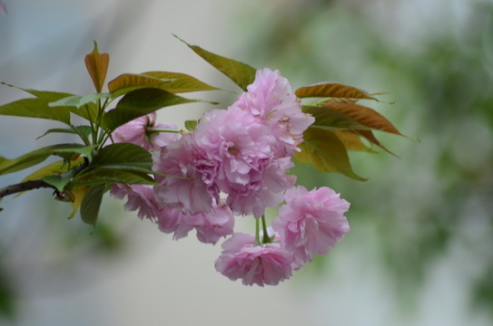 櫻花