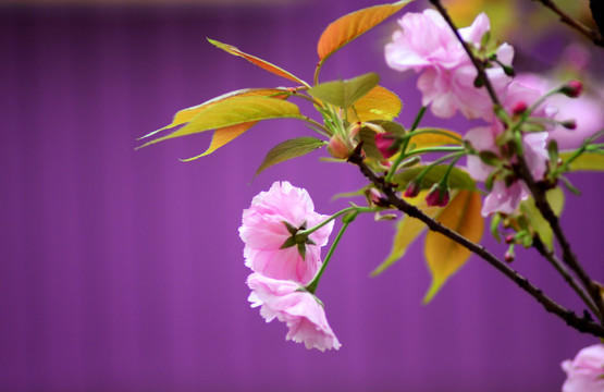 櫻花