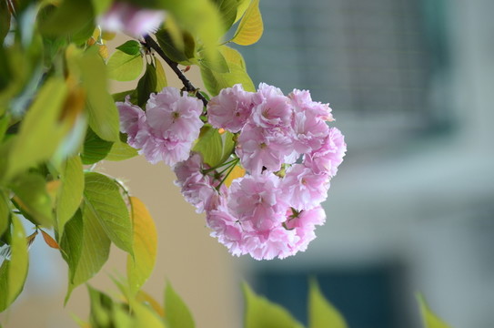 櫻花
