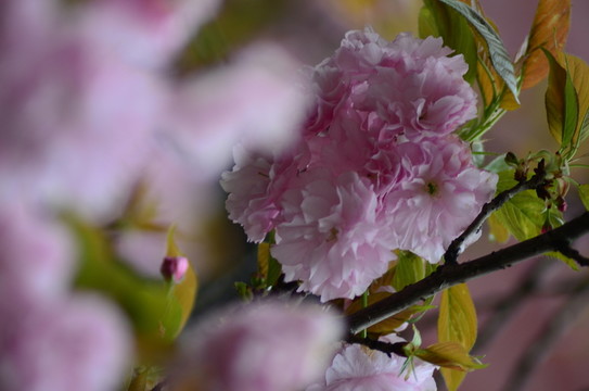 櫻花