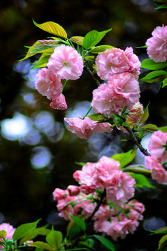 櫻花