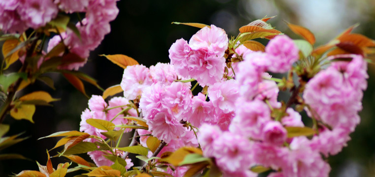 櫻花