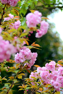 櫻花