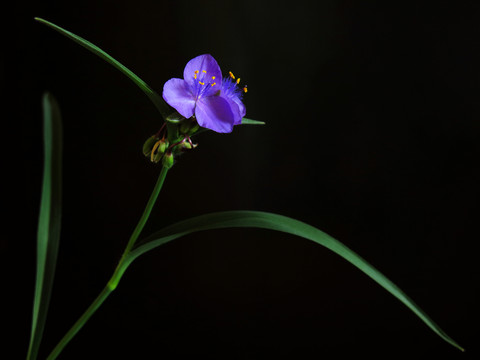 蘭花草