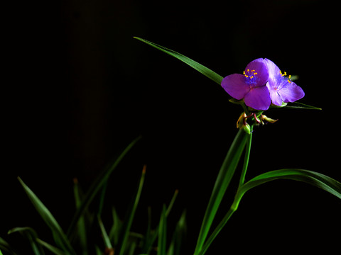 暗背景蘭花草