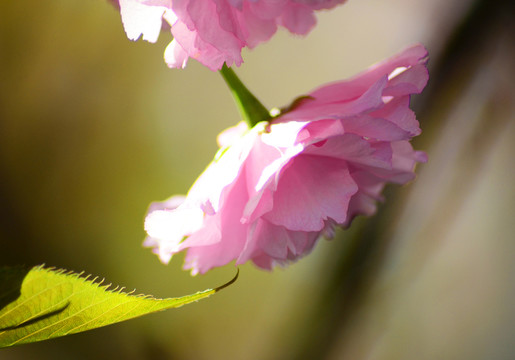 櫻花