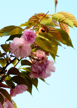 櫻花