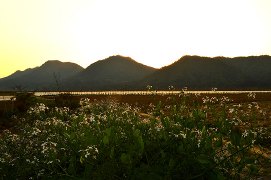 山