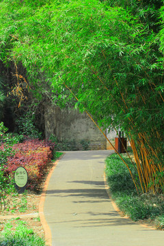 陽(yáng)光竹林