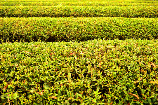 茶葉種植基地