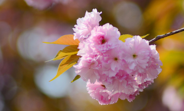 櫻花