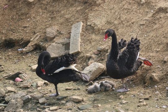 黑天鵝