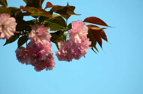 櫻花