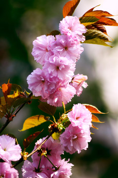 櫻花