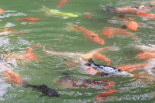 金魚