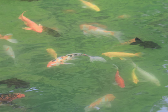 金魚