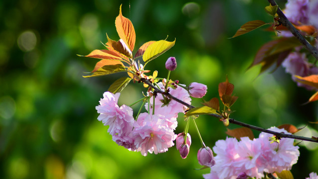 櫻花