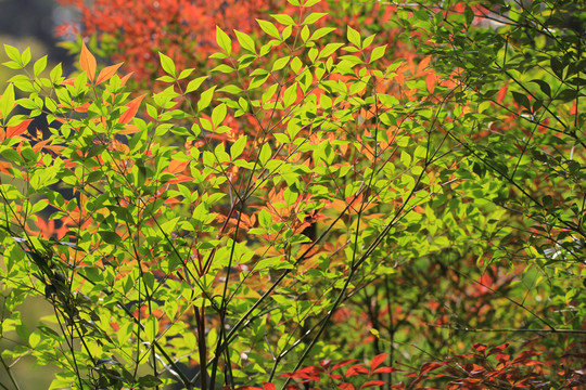 綠葉紅葉