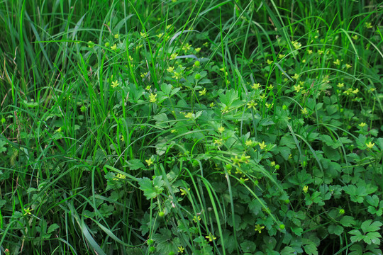 綠草黃花