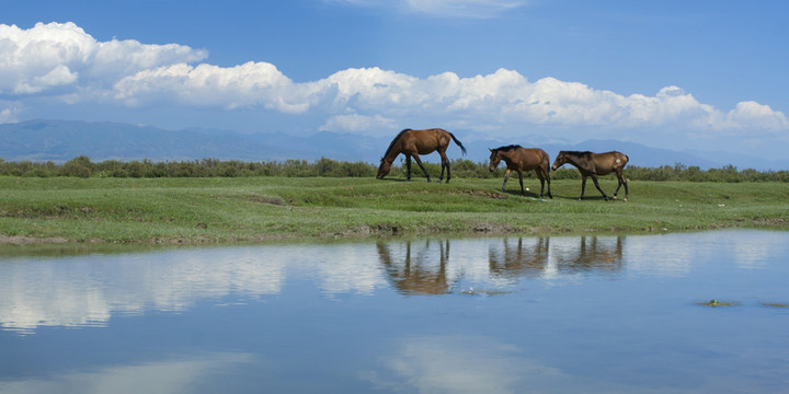 牧馬