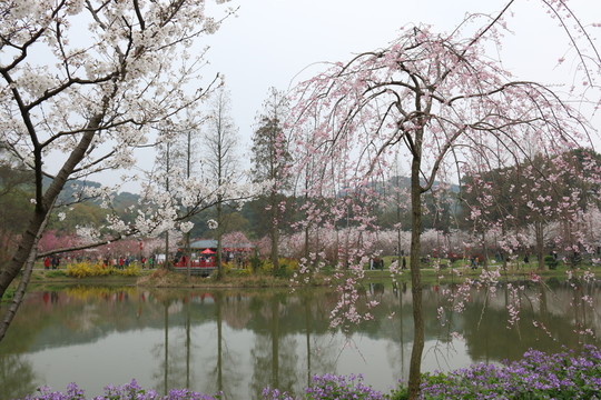 櫻花園風景