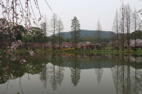 櫻花園風(fēng)景