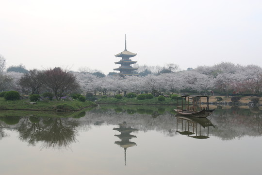 櫻花園風(fēng)景