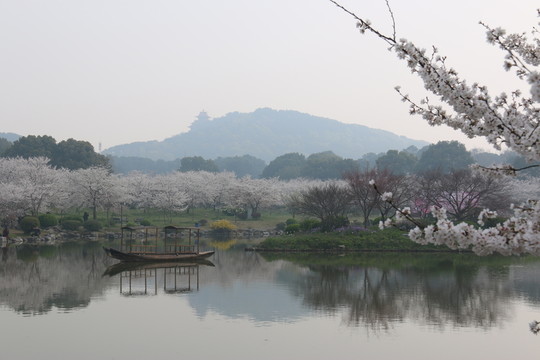 櫻花園風(fēng)景