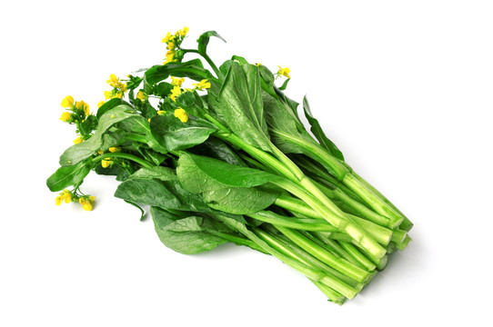 新鮮油菜