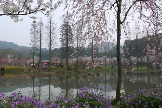 櫻花園風(fēng)景