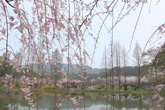 櫻花園風(fēng)景