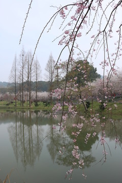 櫻花園風景