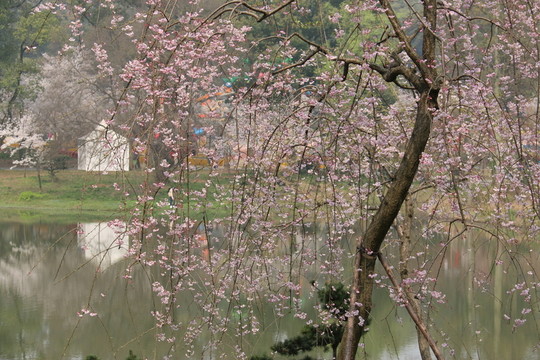 櫻花園風(fēng)景
