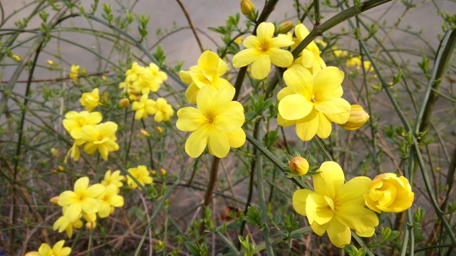 迎春花
